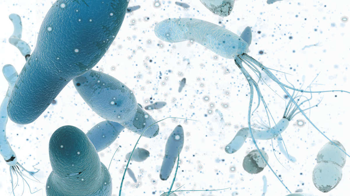 ILLU 1088 Human Body